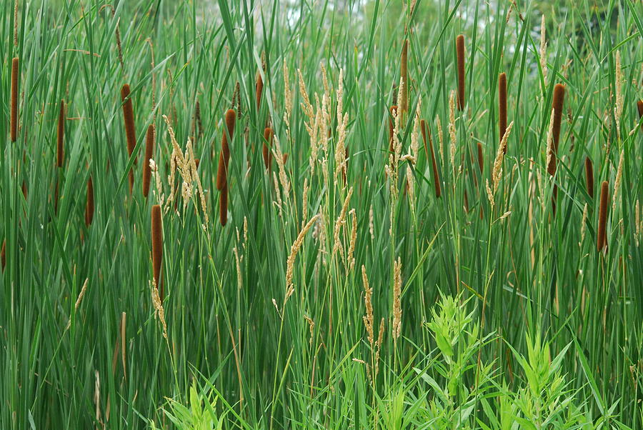 Real Swamp Grass Photograph by Ee Photography