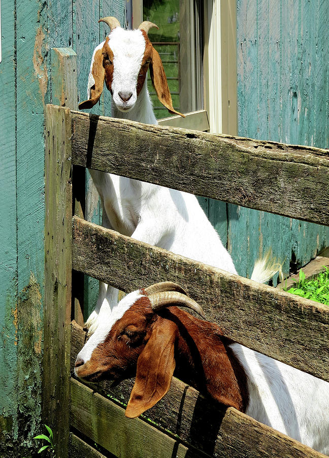 Really Gets My Goat Photograph by Linda Stern