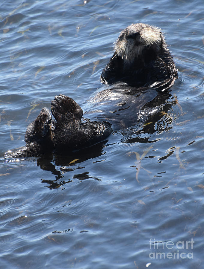 Really Sweet Look at a Sea Otter that is On His Back Photograph by ...