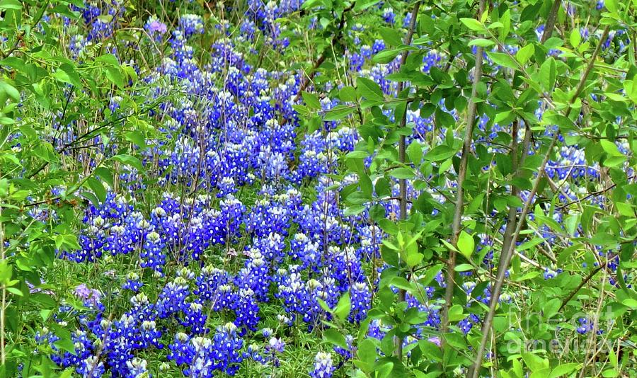 Really Wild Bluebonnets of Texas Photograph by Janette Boyd