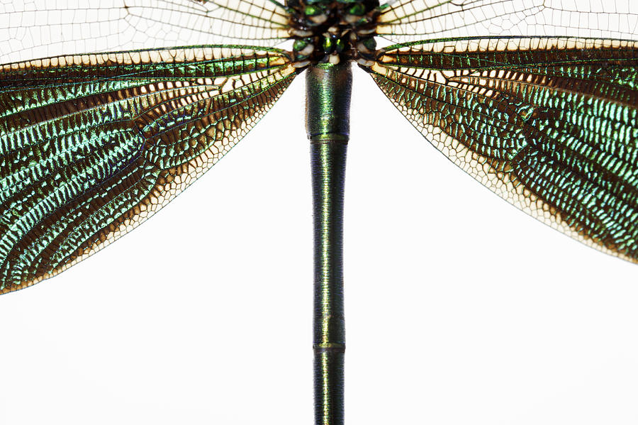Rear End Of Damselfly Odonates On White Photograph by Paul Taylor