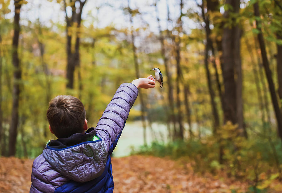 Nature Photograph - Rear View Of Boy Feeding White Breasted Nuthatch In Forest During Autumn by Cavan Images