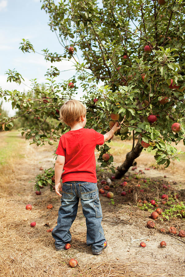 Rear View Of Boy Picking Apples In Orchard Photograph by Cavan Images ...