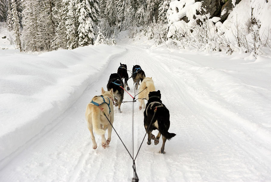 Rear View Of Dogs Pulling A Sled Photograph by Brian Caissie