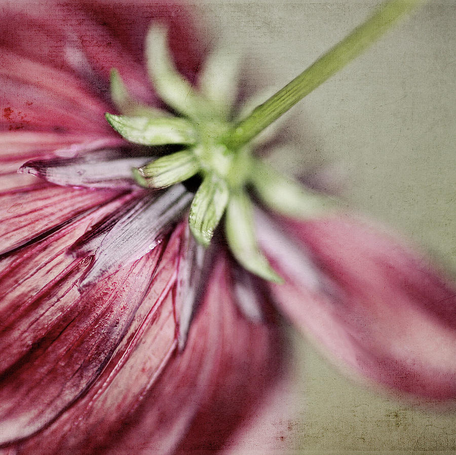 Rear View Of Flower Photograph by Silvia Otten-nattkamp Photography