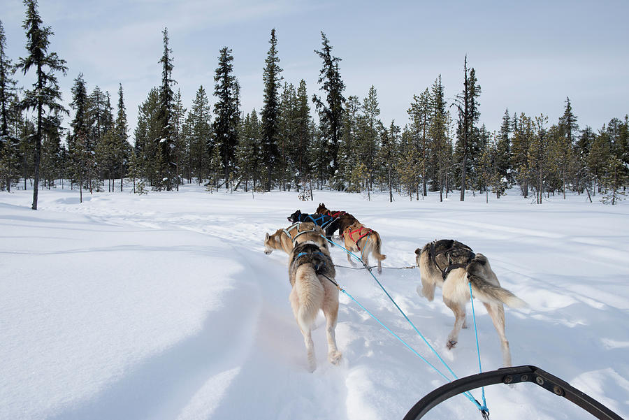 Rear View Of Huskies Pulling Sled Through Snow Photograph by Cavan ...