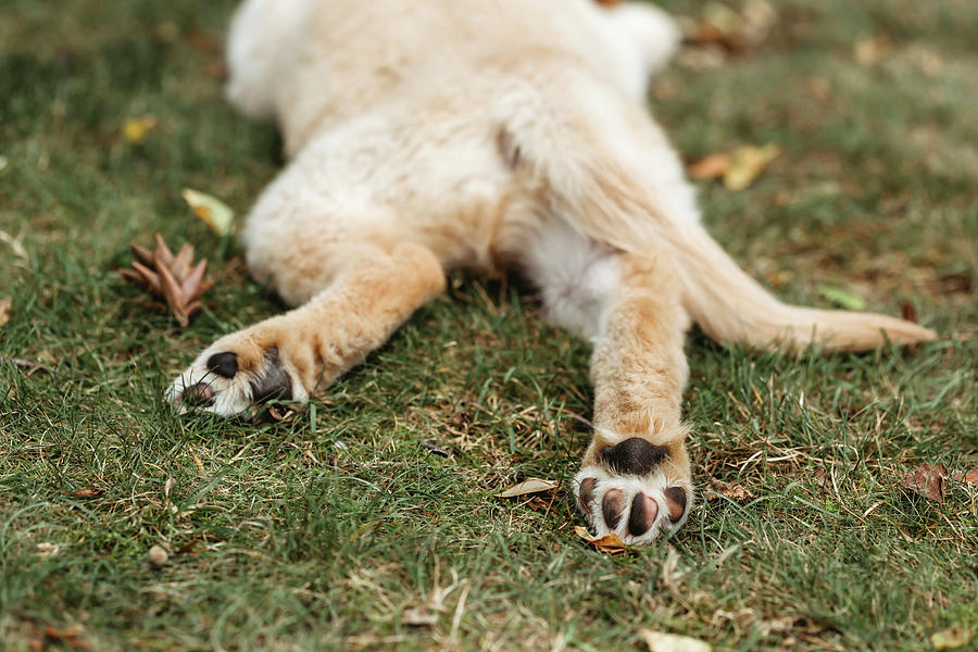 Rear View Of Labrador Puppy Dog Paws Lying Dog Photograph by Cavan Images Rear View Of Labrador Puppy Dog Paws Lying Dog Photograph by Cavan Images