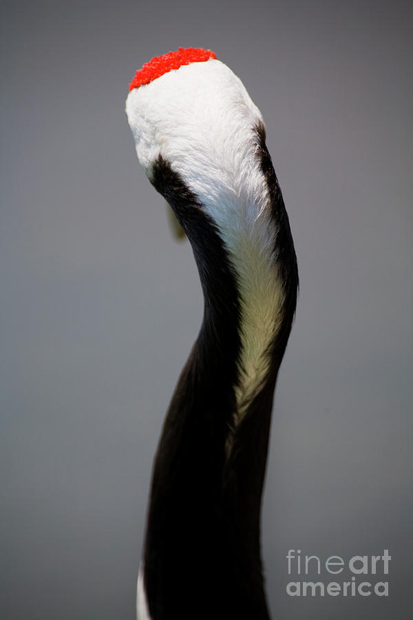 Rear View Of Red-crowned Crane Grus Photograph by Yoshito  Nozaki
