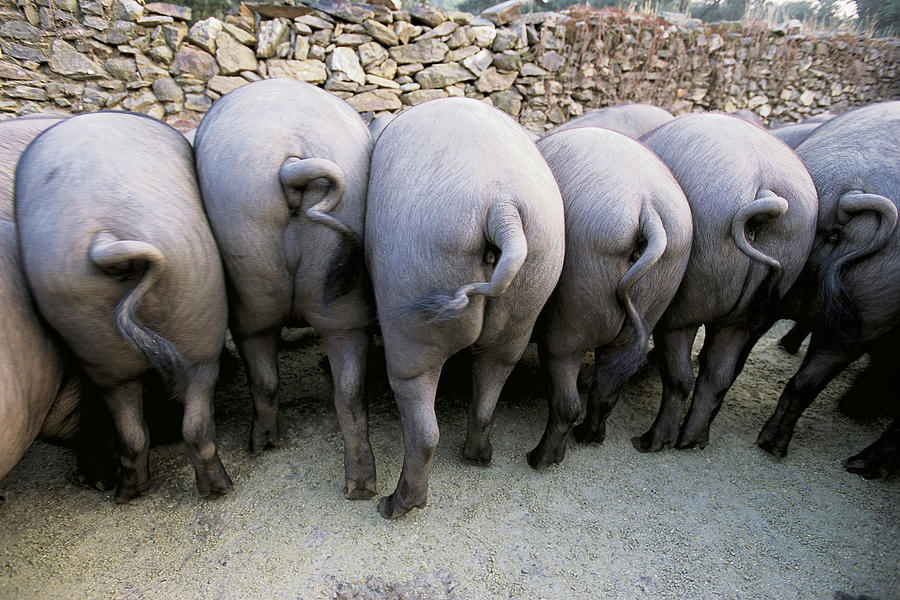 Rear View Of Spanish Iberico Pigs In A Row While Eating Photograph by ...