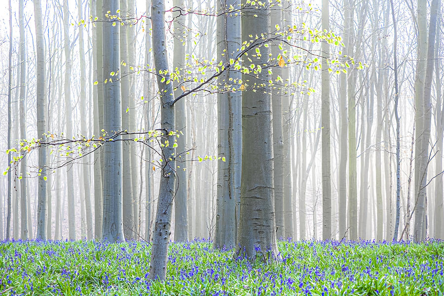 Spring Photograph - Rebirth Of A New Season by Henk Goossens