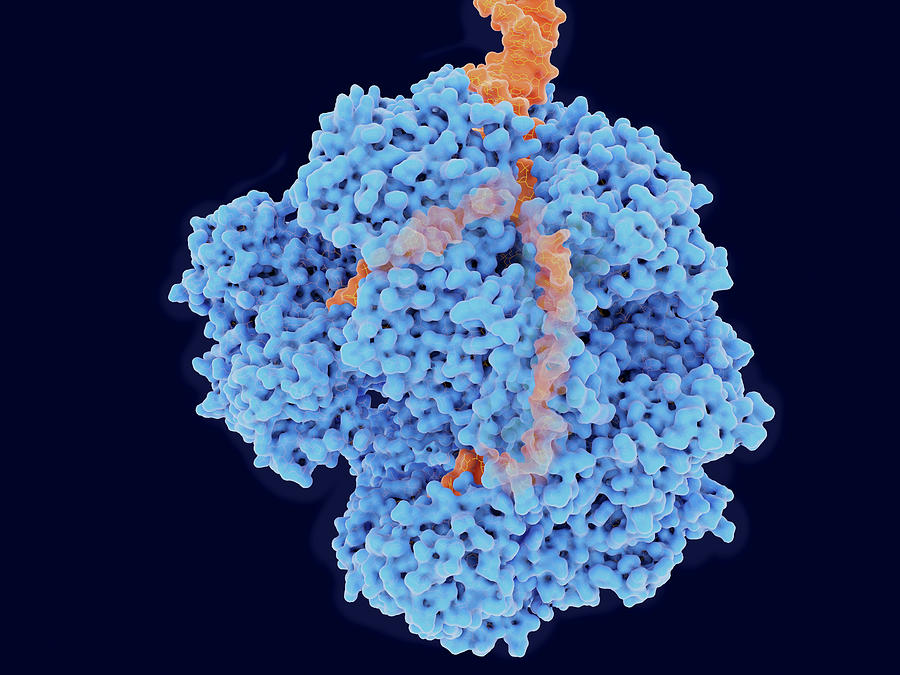 Sodium dna. E.coli ферменты. Фермент e7.