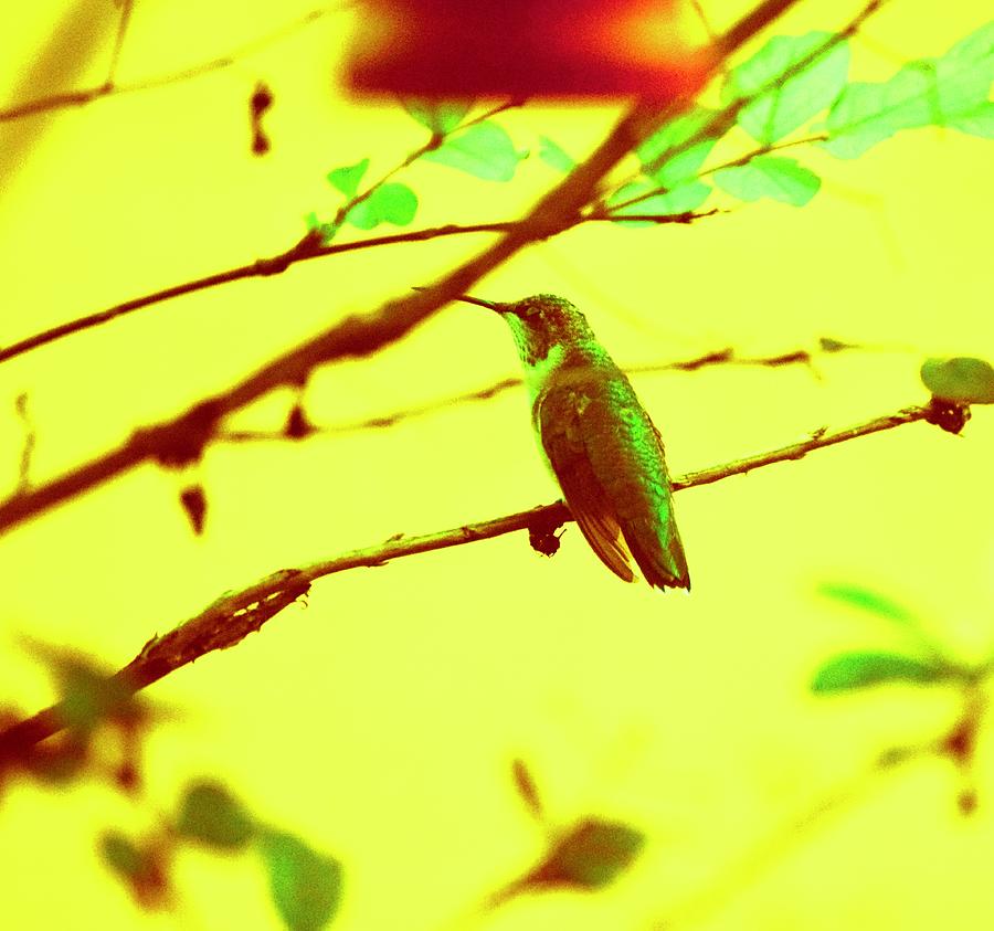 Hummingbird Photograph - Recharging  by Debra Grace Addison