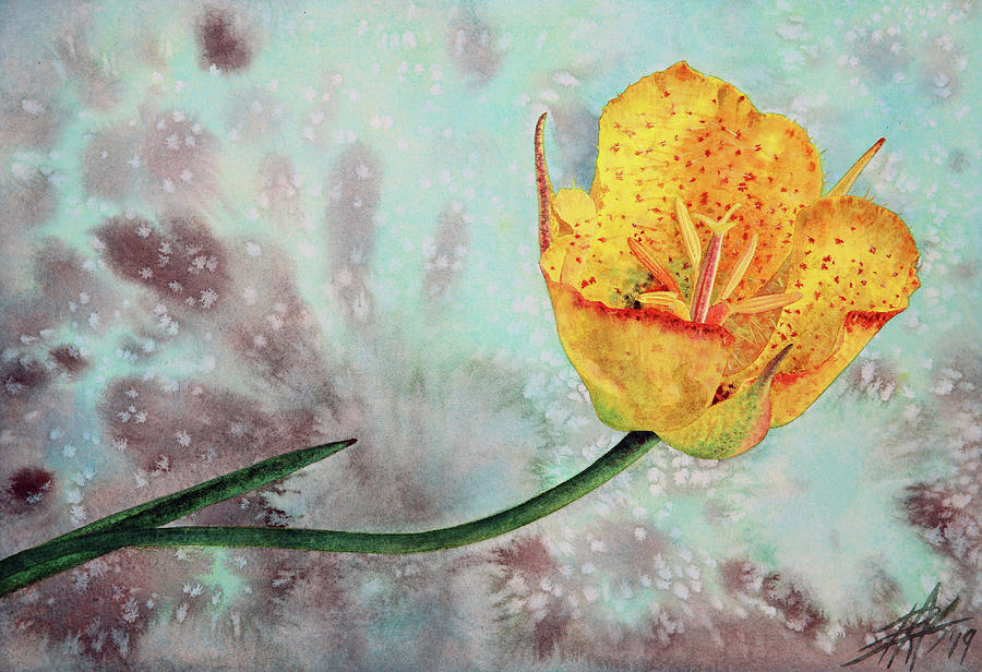 Calochortus weedii Painting by Robin Street-Morris