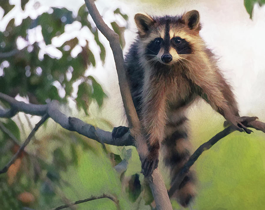 Recon Raccoon Photograph by Art Cole