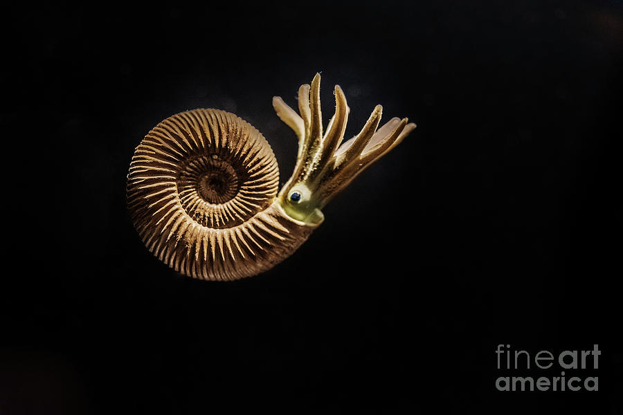 Reconstruction of an Ammonites Dactylioceras commune Photograph by
