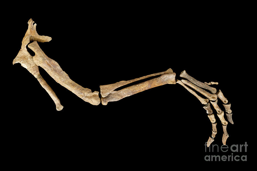 Prehistoric Photograph - Reconstruction Of The Leg And Pelvis Of A Dinosaur by Pascal Goetgheluck/science Photo Library