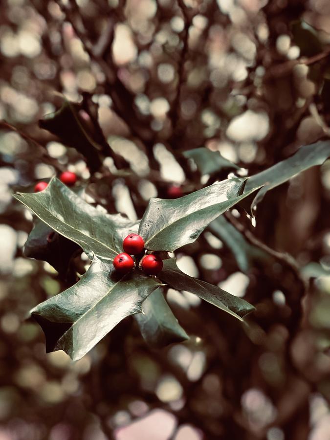 Holly Berry Digital Art - Red 3 by Sharon Green Holly Berry Digital Art - Red 3 by Sharon Green