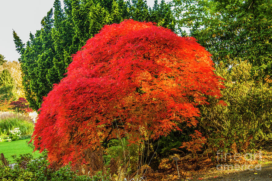 Red Acer Tree by Sandra Cockayne ADPS Red Acer Tree by Sandra Cockayne ADPS