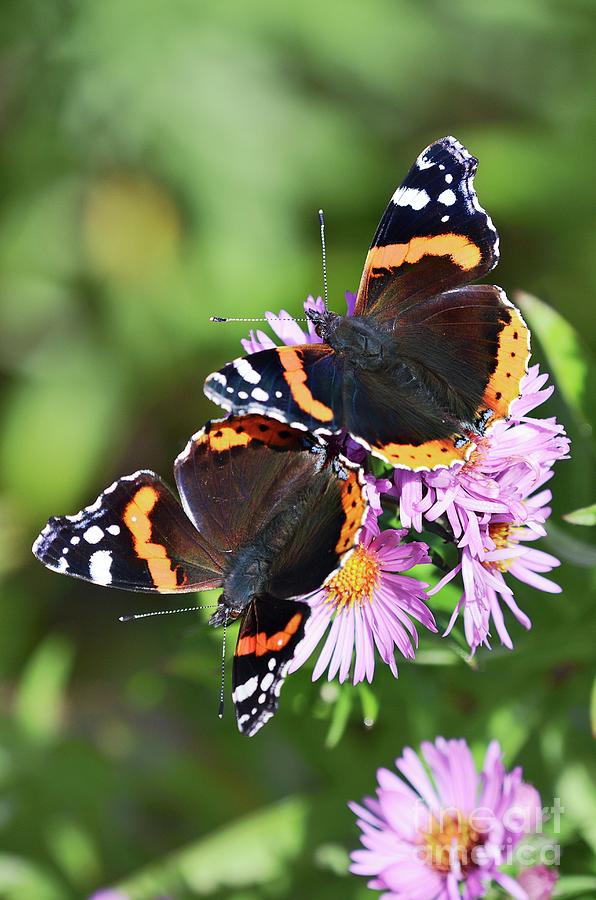 Red Admiral Butterflies Photograph by Colin Varndell/science Photo Library