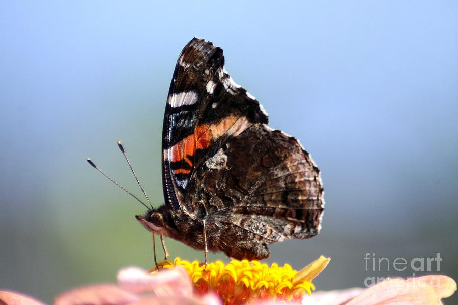 Butterfly Photograph - Red Admiral Butterfly 816 by Mrsroadrunner Photography