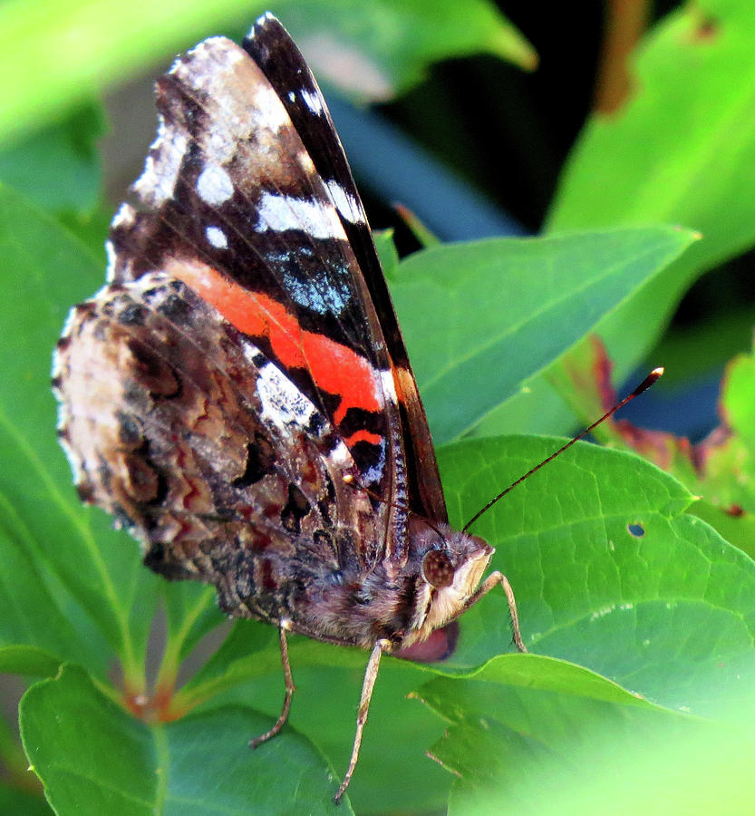 Red Admiral Butterfly Face Photograph by Linda Stern