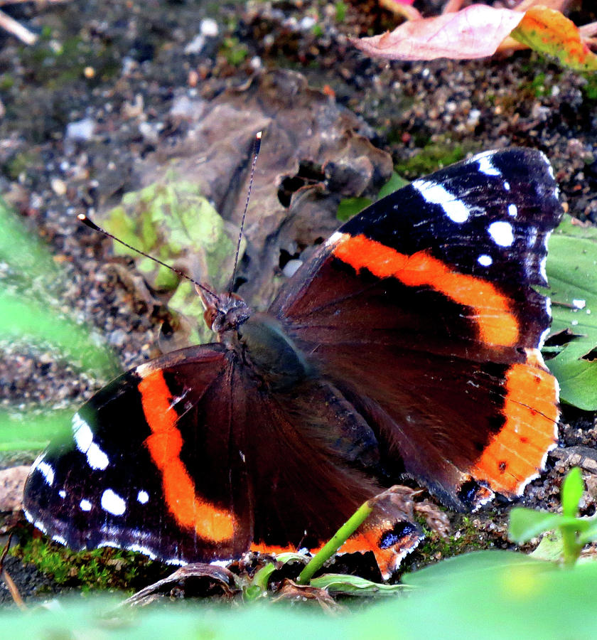 Red Admiral Butterfly Photograph by Linda Stern