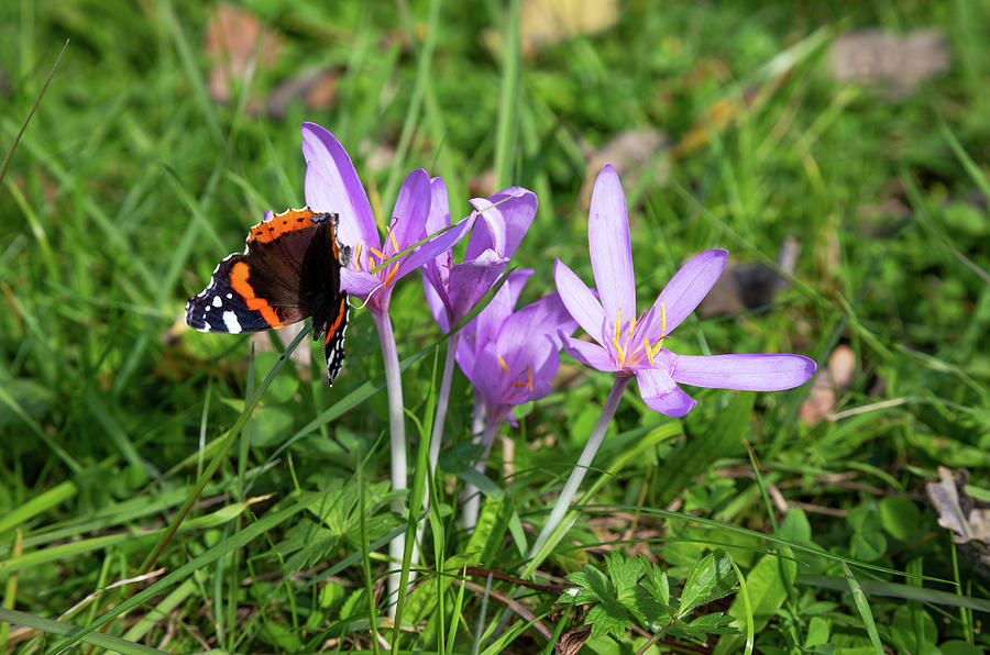 Red Admiral Butterfly On Autumn Crocus Photograph by Konrad Wothe