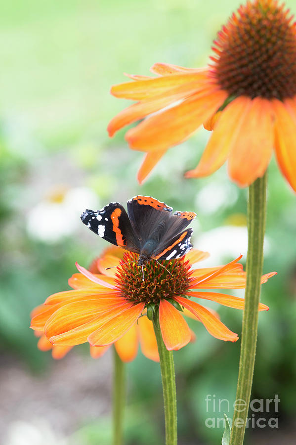 Flower Photograph - Red Admiral Butterfly on Echinacea Flower  by Tim Gainey