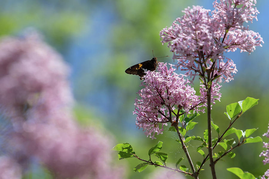 Red Admiral Butterfly on Lilac Photograph by Brooke Bowdren