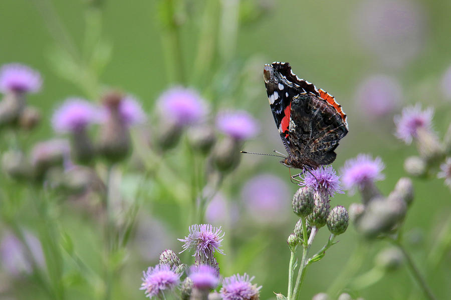 Red Admiral Butterfly on Thistle Photograph by Brook Burling