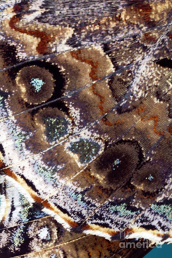 Red Admiral Butterfly Wing Photograph by Dr Keith Wheeler/science Photo Library