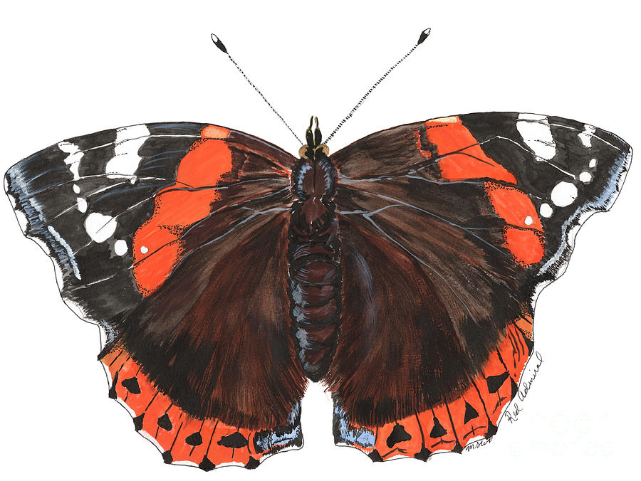 Red Admiral Painting by Meghan Pennisi - Fine Art America