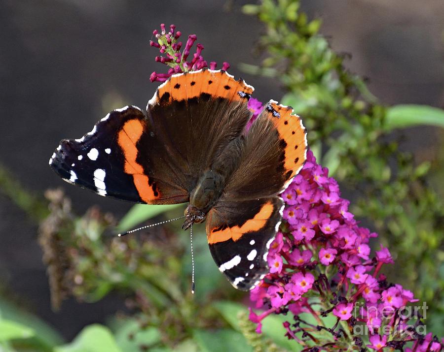 Red Admiral - Pure Perfection Photograph by Cindy Treger - Fine Art America