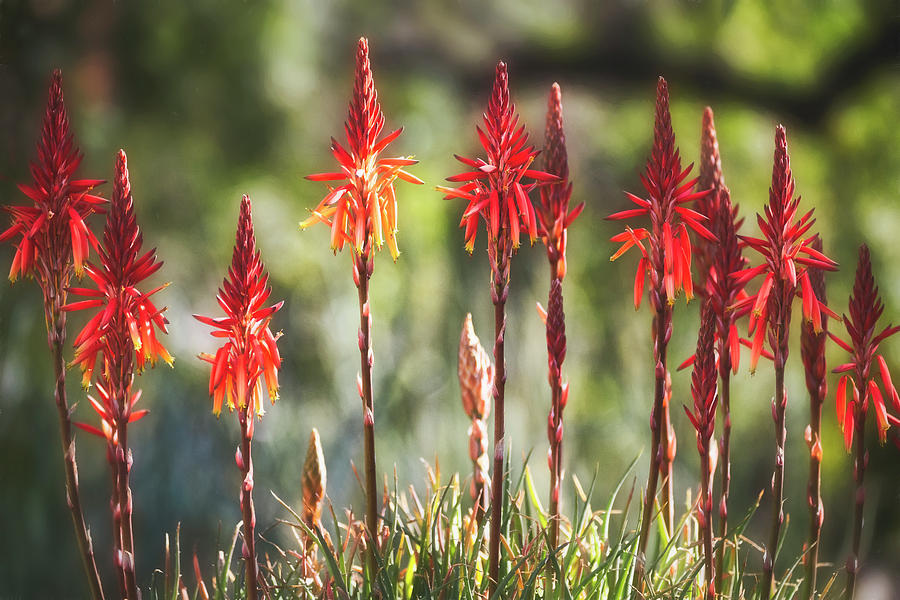 Red Aloe Flowers  Photograph by Saija Lehtonen