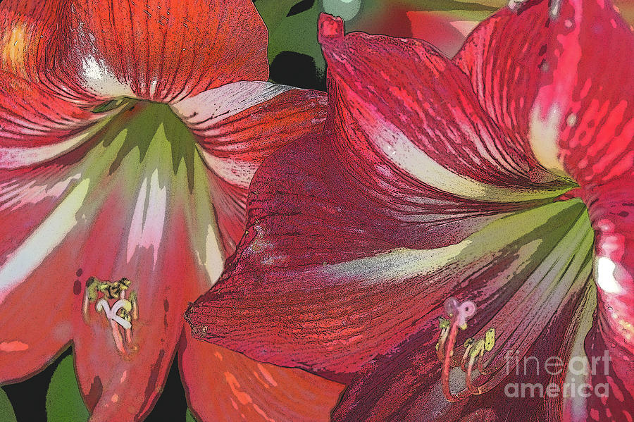 Red Amaryllis Flowers Photograph by Roslyn Wilkins