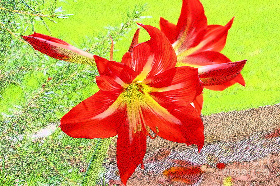 Red Amaryllis Photograph