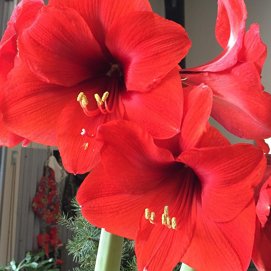 Red Amaryllis Photograph by Sharon Duguay