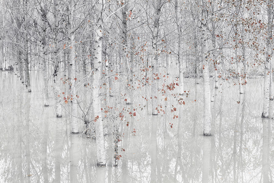 Tree Photograph - Red & White by Fiorenzo Carozzi