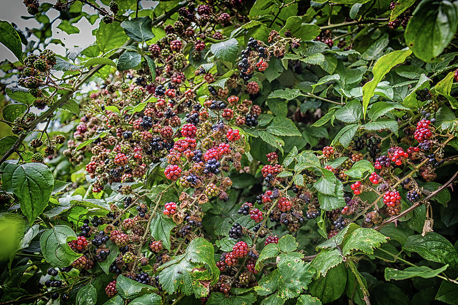 Fruit Photograph - Red and black blackberries by Vivida Photo PC