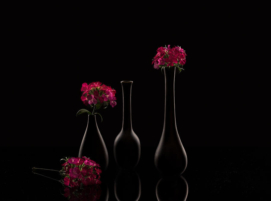 Still Life Photograph - Red And Black by Jasmine Suo