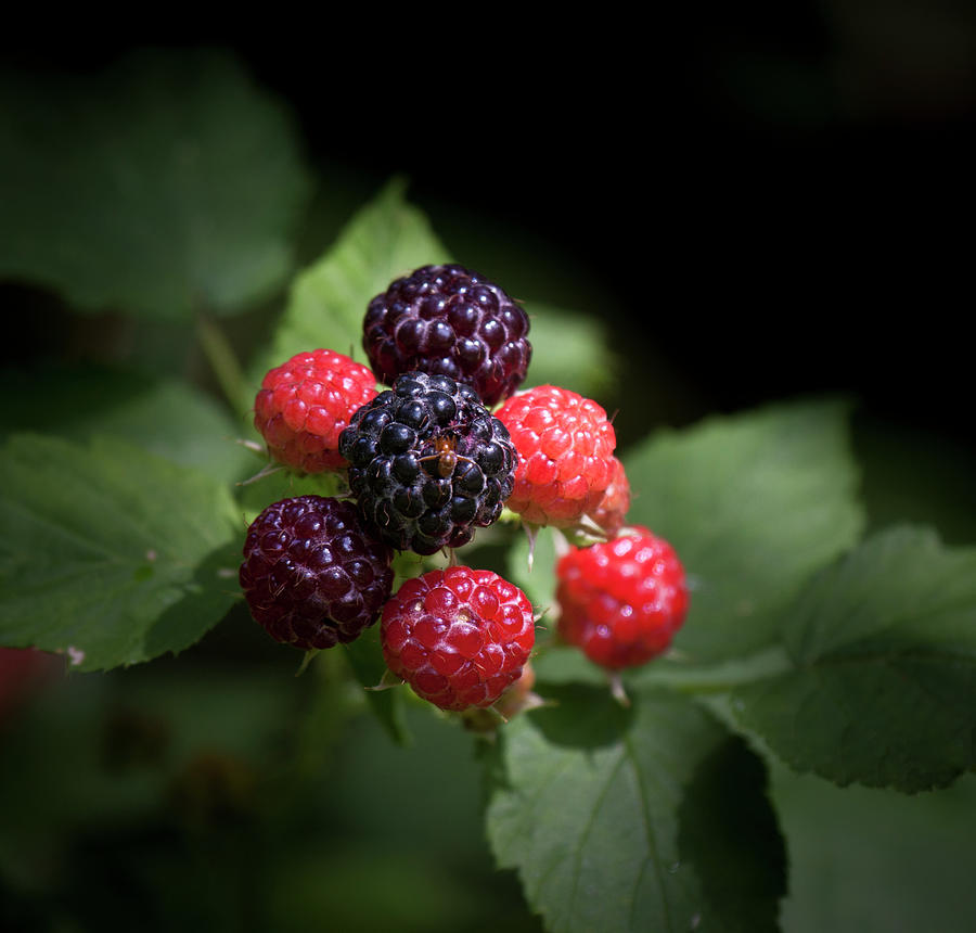 Red And Blue Berry Photograph by Straublund Photography