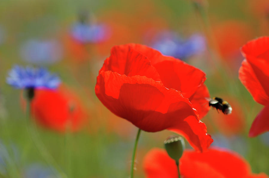 Red And Blue Corn Poppy Photograph by Hsvrs