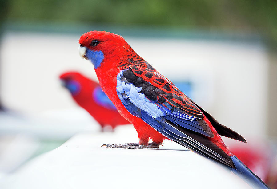 Red And Blue Rosella Parrots On White Photograph by Sharon Vos-arnold