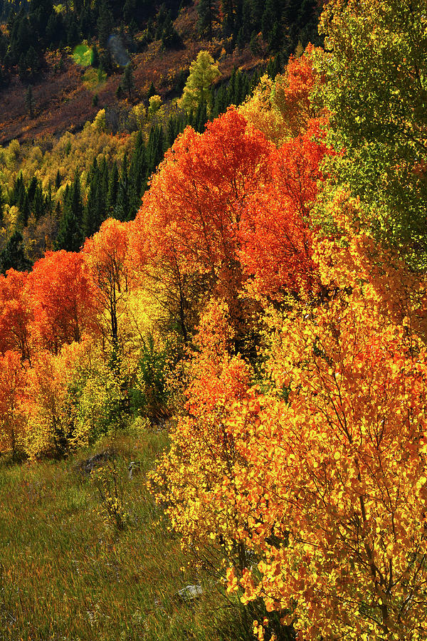 Red and Gold Aspens near McClure Pass Photograph by Ray Mathis