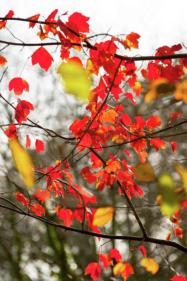 Red And Gold Autumn Leaves Photograph