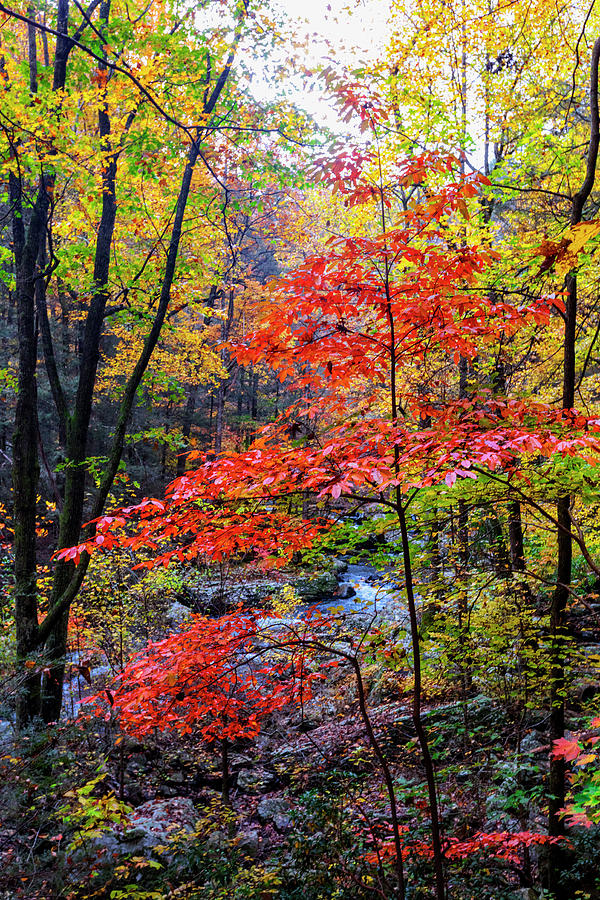 Red and Gold of Autumn Photograph by Debra and Dave Vanderlaan
