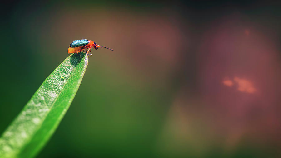 Animal Photograph - Red And Green Bug by Pixie Pics