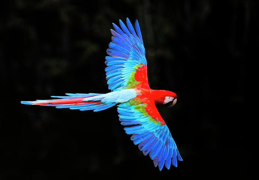 Red And Green Macaw Ara Chloropterus Photograph by Panoramic Images
