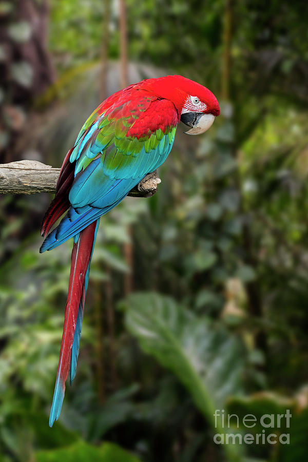 Red-and-green Macaw Photograph by Arterra Picture Library
