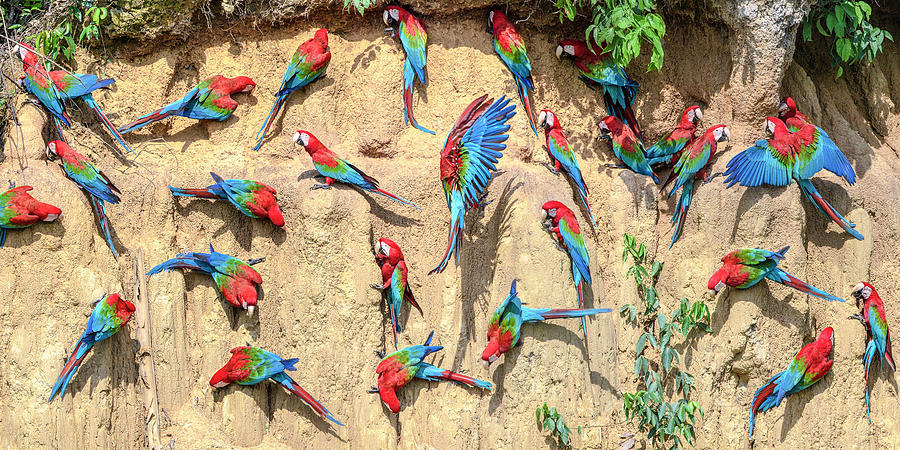 Red And Green Macaw Flock At Clay Lick Amazonia Peru Photograph By